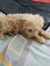瑞美貝狗狗細(xì)小專用藥治療預(yù)防犬瘟熱細(xì)小病毒拉稀便血精神不振腹瀉發(fā)燒 1盒 特效:效果好怕不夠用 曬單實(shí)拍圖