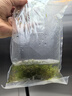 水草印度小竹節(jié)草新手好養(yǎng)耐活懶人陰性水草魚缸裝飾造景凈化水質(zhì) 人工挑選竹節(jié)草10顆 曬單實(shí)拍圖