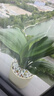 君子蘭盆栽精品名貴花卉好養(yǎng)綠植四季植物吸甲醛花卉客廳12-14片 君子蘭12-14片+奶油豎紋陶瓷盆 曬單實(shí)拍圖