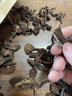 鮮姿 東北野生榛蘑特產山珍干貨菌東北名菜小雞燉蘑菇火鍋食材出口級 榛蘑50g 曬單實拍圖