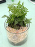 八芽趣味鮮活苔蘚微型景觀創(chuàng)意室內(nèi)桌面生態(tài)綠植盆栽盆景懶人好養(yǎng)植物 山野人家A款-禮盒定制款 帶玻璃杯 曬單實拍圖