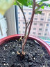 茶花樹(shù)苗四季香妃花卉盆栽易活四季山茶花帶花苞花苗好養(yǎng)耐寒綠植 十八學(xué)士4年苗【40-50厘米高】包活包對(duì)版 曬單實(shí)拍圖