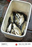 一味化氏一味冰藍粉魚漂浮漂冬釣輕口鯽魚漂高靈敏醒目加粗釣魚漂套裝 四季釣鯽【吃鉛0.8-2g】 3號 曬單實拍圖