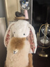 Jellycat花布邦尼兔動物毛絨玩偶兔子玩偶兒童禮物娃娃生日七夕情人節(jié)禮物 白芮（乳白色） Medium 曬單實拍圖
