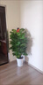 愛(ài)優(yōu)尚大葉綠蘿柱盆栽客廳大型綠植辦公室內除甲醛凈化空氣綠籮源頭直發(fā) 曬單實(shí)拍圖