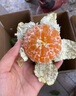 庾豐湖北秭歸臍橙 新鮮水果 孕婦整箱橙子手剝甜橙團購生鮮榨汁夏橙 5斤（凈果4.5斤）單果65mm+ 曬單實拍圖