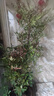 春沭南天竹盆栽 南天竹樹(shù)苗庭院植物綠化苗木觀(guān)葉盆栽竹子苗紅天竹苗 80cm高（盆景苗） 不含盆 曬單實(shí)拍圖