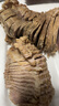 順豐牛腱子新鮮 原切國(guó)產(chǎn)散養(yǎng)黃牛腱子肉生鮮黃牛肉鮮牛肉商用冷凍 黃牛腱子斤--5斤--送料包 曬單實(shí)拍圖