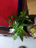 八芽小葉梔子花盆栽開花植物室內(nèi)桌面茶幾好養(yǎng)花卉綠植辦公室凈化空氣 小葉梔子花-陶瓷豎紋盆 帶盆栽好 曬單實拍圖
