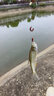 熊火熊火釣魚傘2.2m雙層遮陽防雨風(fēng)加厚黑膠釣傘可調(diào)節(jié)戶外沙灘傘 曬單實(shí)拍圖
