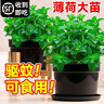 臨雅薄荷盆栽可食用大苗室內(nèi)驅(qū)蚊綠植迷迭香四季香草植物檸檬貓薄荷葉 【留蘭香】薄荷1盆（大苗）帶盆栽好 曬單實拍圖