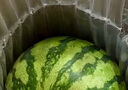 正宗冰糖沙瓤麒麟西瓜 超甜多汁 夏日必備 美都8424麒麟西瓜 8斤-10斤 曬單實拍圖
