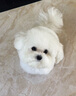 比熊幼犬純種比熊韓系比熊小體長(zhǎng)不大茶杯犬飛耳比熊小型犬活體狗 血統(tǒng)級(jí) 曬單實(shí)拍圖