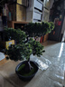 綠秀仿真花假花盆栽仿真迎客松盆景綠色植物松樹(shù)客廳裝飾花桌面擺件 鳳凰松 B款 原色（植絨盆） 曬單實(shí)拍圖