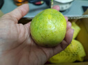 京鮮生 欽蜜9號黃金百香果 3斤凈重70g+/15-21個  生鮮水果 源頭直發(fā) 曬單實拍圖