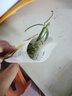 特價重瓣混色太陽花苗帶根盆栽苗四季開花陽臺大花植物帶花苞庭院 混色4-5株 2-3個色 農(nóng)場直發(fā)【精選帶根】+爆花肥 曬單實拍圖
