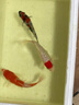 欣錦寵錦鯉活體日本純種昭和白寫(xiě)觀(guān)賞魚(yú)進(jìn)口精品錦鯉活魚(yú)淡水魚(yú)苗冷水魚(yú) 丹頂錦鯉 12-14cm 曬單實(shí)拍圖