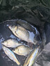 畫(huà)魚(yú)紅蟲(chóng)活餌釣魚(yú)餌特大公蟲(chóng)活體秋冬野釣鯽魚(yú)餌料喂魚(yú)魚(yú)食 100g大號紅蟲(chóng)【順豐】+工具包 曬單實(shí)拍圖