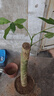 京東綠植發(fā)財(cái)樹大型綠植辦公室內(nèi)花卉招財(cái)植物盆栽除甲醛1.2-1.4m源頭直發(fā) 曬單實(shí)拍圖