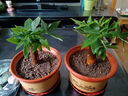 ?【包活】發(fā)財(cái)樹盆栽鮮花綠植物辦公室內(nèi)吸甲醛綠蘿文竹水培易養(yǎng) 【粗2-3cm】單桿發(fā)財(cái)樹【原盆】 曬單實(shí)拍圖
