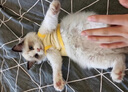 阿莫爾新生犬衣服滿月小狗BB服幼犬幼貓奶狗奶貓超小型棉背心寵物秋冬款 黃小雞 XS 曬單實拍圖