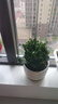 沭之美 長(zhǎng)壽花綠植觀花室內(nèi)盆栽 長(zhǎng)壽花粉色+0.5塑料加侖盆 源頭直發(fā) 曬單實(shí)拍圖
