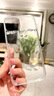 兜兜格日韓奢華水鉆適用蘋果16promax手機(jī)殼簡(jiǎn)約透明15/14plus滴膠花朵iPhone13Pro網(wǎng)紅潮牌12/11保護(hù)套 滴膠花朵 送優(yōu)質(zhì)鋼化膜 iPhone 15 曬單實(shí)拍圖