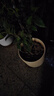 花香滿(mǎn)屋四季桂花樹(shù)盆栽月月桂花樹(shù)濃香型正宗桂花樹(shù)四季桂花地栽 濃香四季桂特大苗一顆【50-68公分高】花開(kāi)滿(mǎn)園香 曬單實(shí)拍圖