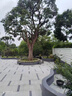 玄武石生態(tài)地鋪石全通體石英磚600*1200*20規(guī)格pc磚 玄武石深灰9904 15*15小樣 曬單實(shí)拍圖