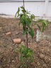 歐悟 早熟桃樹(shù)苗 嫁接桃子苗 南方北方種植特大突圍桃盆栽地栽果樹(shù)苗 2年苗以上好成活 曬單實(shí)拍圖