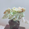 金絲玉平安扣吊墜葫蘆項(xiàng)鏈玉石男女款高檔吊墜掛件 玉葫蘆 曬單實(shí)拍圖