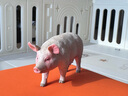 COLLECTA英國CollectA我你他仿真動物模型玩具野生史前恐龍昆蟲海洋套裝 農(nóng)場動物組合(16只)送收納箱畫冊 曬單實拍圖