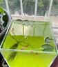 ZOZX德國品質(zhì)魚缸除藻劑去苔劑凈青苔清除劑褐藻去除神器綠水綠藻絲藻 ：【拍一送二】 發(fā)3瓶300片 曬單實(shí)拍圖