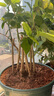 開時果 茉莉花盆栽濃香型 桌面綠植物陽臺花卉樹苗盆景擺件源頭直發(fā)包郵 精品茉莉花5-10株【加侖盆】 曬單實拍圖