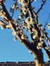 重瓣太陽(yáng)花花種子花籽四季開(kāi)花室內花卉易活室外種孑花種籽子包郵 魯冰花約50粒 曬單實(shí)拍圖