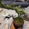 盆景懸崖老樁重瓣陽(yáng)臺(tái)六月雪花卉植物室內(nèi)綠植好養(yǎng)活的盆栽綠植 紅花六月雪+舍得陶瓷盆+底托【熱賣】 帶盆栽好 曬單實(shí)拍圖