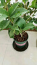 開(kāi)時(shí)果 四季桂花盆栽樹(shù)苗濃香型 新中式盆景辦公室內綠植物源頭直發(fā)包郵 精品四季桂+寬條紋瓷盆 【整高約40-50cm左右】 曬單實(shí)拍圖