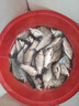 民間藝人蘆葦魚漂加粗醒目浮漂高靈敏度春釣鯽魚鯉魚草魚野釣浮漂 XY01+鉛皮 曬單實拍圖