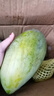 顧果鮮芒果新鮮廣西大青芒當季熱帶時令孕婦水果青皮甜心青芒果 9斤 精選特大果【單果400g+】 曬單實拍圖