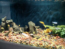DEERA三湖慈鯛飼料鯛魚(yú)魚(yú)飼料六間專(zhuān)用魚(yú)糧馬鯛魚(yú)食非洲王子雜鯛下沉型 1.0mm慈鯛專(zhuān)用糧1360ml/共900g 曬單實(shí)拍圖