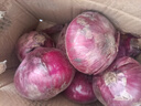 京鮮生 河南紫皮洋蔥帶皮 凈重5斤 單果300g+ 新鮮蔬菜源頭直發(fā) 曬單實拍圖