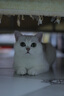 佳能（Canon）EOS 200D二代 200d2代單反相機(jī)入門單反vlog迷你單反數(shù)碼照相機(jī) 黑色200D II單機(jī)身 官方標(biāo)配【一年只換不修】 曬單實(shí)拍圖