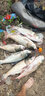 小鳳仙伊勢尼魚鉤子線組綁好子線雙鉤野釣大物專用魚鉤成品套裝鰱鳙鉤 伊勢尼有刺（鉤11#/線5.0#） 子線雙鉤-20付盒裝 曬單實拍圖