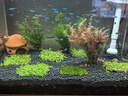 墨之瑤【10條】寶蓮燈小型熱帶魚(yú)觀賞魚(yú)活體群游草缸魚(yú)燈科魚(yú) 寶蓮燈50條1.5-2cm+8備損 曬單實(shí)拍圖