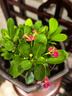 鐵海棠黃色虎刺梅盆栽花開(kāi)不斷虎刺梅小花四季開(kāi)花室內 紅+黃+白【帶花發(fā)貨】培育盆發(fā)貨 含盆 曬單實(shí)拍圖