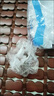 加厚一次性耳套防水耳炎耳罩洗澡美容洗發(fā)防耳洞進(jìn)水 通用款一次性耳套（100個裝） 曬單實拍圖