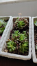 虹之玉多肉植物彩色系列紅色精品多肉辦公室室內(nèi)陽臺桌面 虹之玉9厘米【塑料盆栽好】 曬單實拍圖