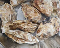 貝司令 鮮活乳山生態(tài)生蠔4XL 凈重4斤 8-11只 生鮮源頭直發(fā) 七夕聚餐  曬單實拍圖