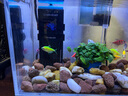 創(chuàng)寧魚缸加熱棒自動恒溫 烏龜加熱器  加溫棒變頻加熱棒 魚缸恒溫器 新款50W【建議水體：20-30L】 曬單實拍圖