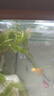 黑殼蝦活體觀(guān)賞花腰蝦除藻蝦辣椒蟹淡水魚(yú)草缸蝦蘋(píng)果螺清潔蝦工具 除藻2-3厘米花腰蝦9只包活7只 曬單實(shí)拍圖